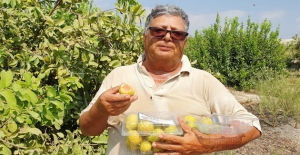 Hediye Fidanla Başladığı Guava Üretimini 1500 Ağaçla Sürdürüyor