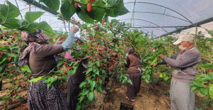 Silifke'de hasadı yapılan karadut, üreticinin yüzünü güldürüyor