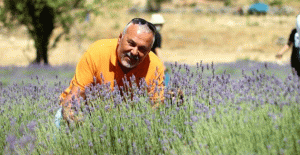 Gülnar'da lavanta üretimi artıyor