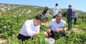 Gülnar’dan Kuş üzümü ihracatı başladı