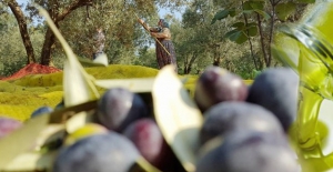 28 bin ton zeytinyağı üretimi hedefleniyor