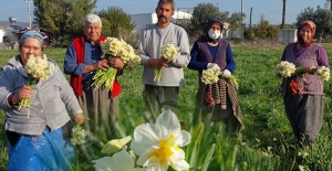 Çilek diyarında nergisler erken açtı