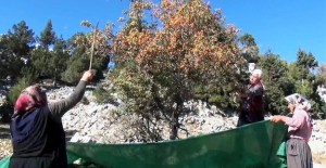 Toros Dağları'ndan alıç topluyorlar