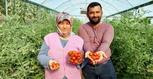 Silifke'de çeri domates, dalında 17 lira