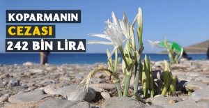 Kum zambakları çiçek açtı
