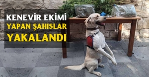 358 kök kenevir bitkisi ele geçirdi