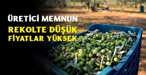 Zeytin üreticisi memnun