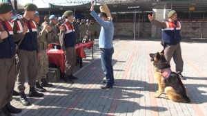 Jandarma Köpeği Tetik